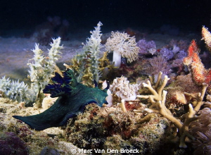green nudi by Marc Van Den Broeck 